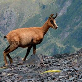 Isard dans le parc national des Pyrénées