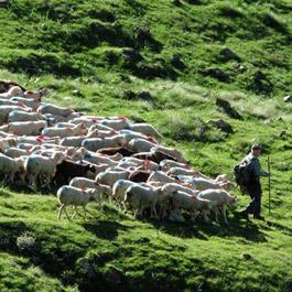 Pastoralisme en transhumance