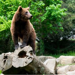 Animal Park of the Pyrenees