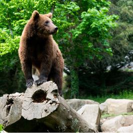 Tierpark der Pyrenäen